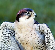 Peregrine Falcon (Falco Peregrinus) by mlphoto