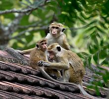 Monkeys' Business by Cole Stockman