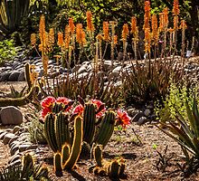 Early Morning in the Arid Garden by Linda Gregory