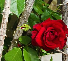 Stop and Smell the Roses by Jessica Shields