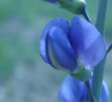Blue Wild Sweet Pea by PicsbyJody