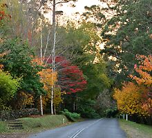 SUNRISE MT. WILSON. BLUE MOUNTAINS, NSW. by Phil Woodman