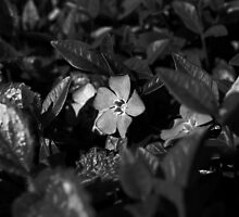 VINCA MINOR by Redtempa