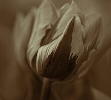 A Work In Progress.... by Sharon House