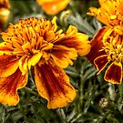 Marigolds by axp7884