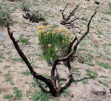 "Burnt Out" on Peterson Mountain,Reno Nevada USA by Anthony & Nancy Leake