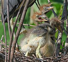 Tricolored heron babies barely 48 hours old ! by jozi1