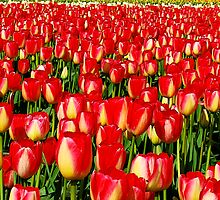 Red and Yellow Tulips by Tori Snow