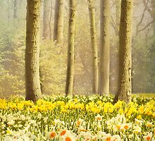 A Spring Day by Jasna