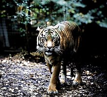 Tiger by Pant52005