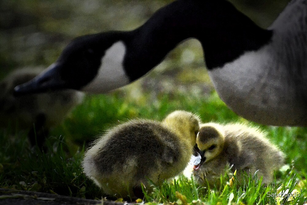 "Are Baby Canada Geese Called Canada Goslings?" by Sauropod8 | Redbubble