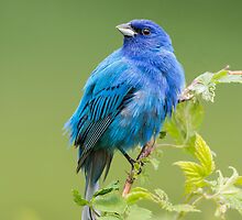 Indigo by jamesmcdonald