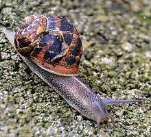 New Home Needed by lynn carter