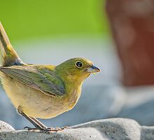 Female Painted Bunting in Alert Stance by Bonnie T. Barry