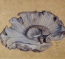 Human Brain Left hemisphere by RangerRoger