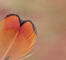 Wings of Love by Deb Maidment
