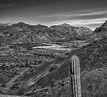 The Lonely Cactus - in monochrome by photograham