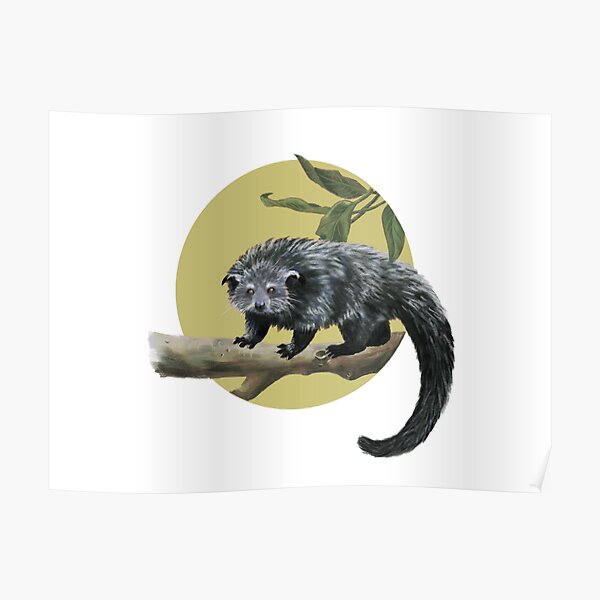 Binturong Bear Cat Poster For Sale By Oniomsra Redbubble