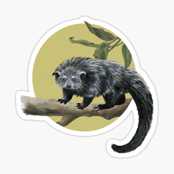 Binturong Bear Cat Sticker For Sale By Oniomsra Redbubble