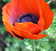 Poppy So Happy To Bloom. by vette