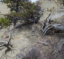 Twisted Dead Wood by MsSexyBetsy