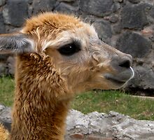 Llama Profile in Guano Ecuador by Al Bourassa