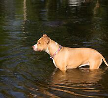 Shelby Cooling Off by Thomas Young