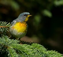 Male Northern Parula by MIRCEA COSTINA