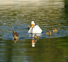 Ducklings & Mother by Jonathan Cox