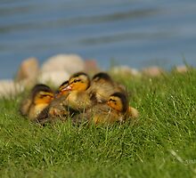 Ducklings in the Grass by Jonathan Cox