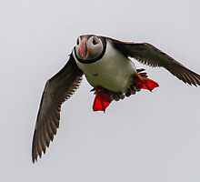 A Puffin (got to love their feet <3 ) by Nathan Colquhoun