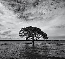 "A Lonely Life" ∞ Brighton, QLD - Australia by Jason Asher