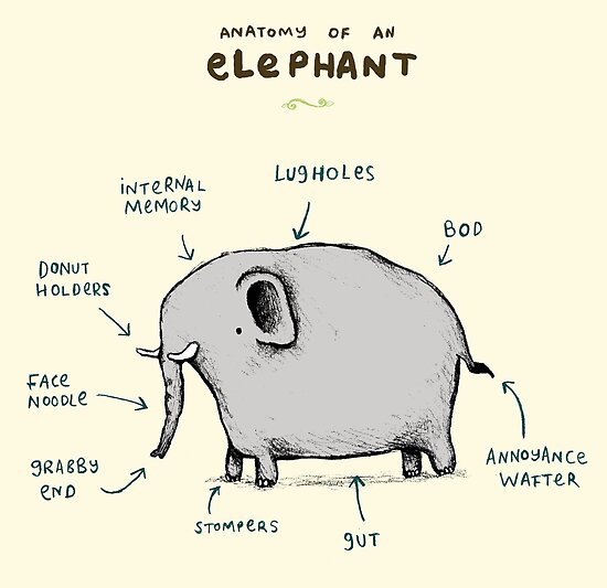 Elephant+Body+Parts+Name of an elephant sophie corrigan portfolio anatomy of an elephant ...