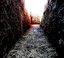 Maze by Hallowaltz