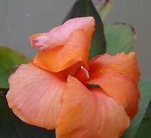 FULL OF PROMISE by Marilyn Grimble