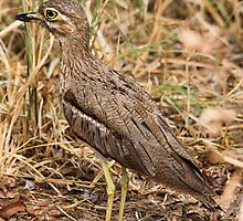 Water thick-knee- ( Burhimus vermiculatus) Terengere NP Tanzania by john Lenagan