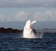 The Big White Whale by Jenny Dean