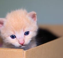 Blue eyed blond by MarthaBurns