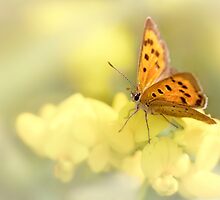 Precious Summer Gold by Bob Daalder