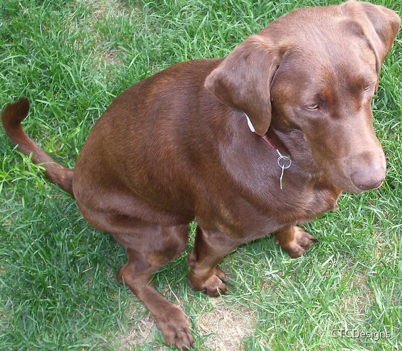 "Isabella, a young purebreed female chocolate labrador retriever" by