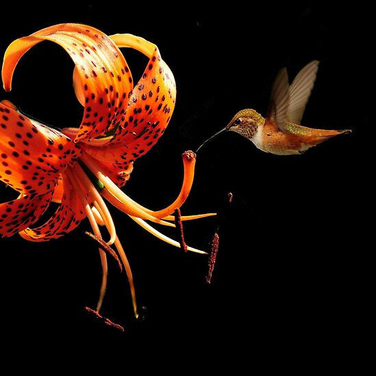 TIGER LILY AND HUMMINGBIRD by RoseMarie747