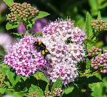 Beezzzz by Sotiris Filippou