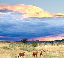 Horses On The Storm 2 by Bo Insogna