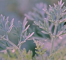 Silvery Green by photojeanic