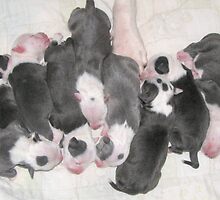 New Puppies For Laurie and Viv ~ by Ginny York