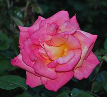 Pink Rose by santinopani