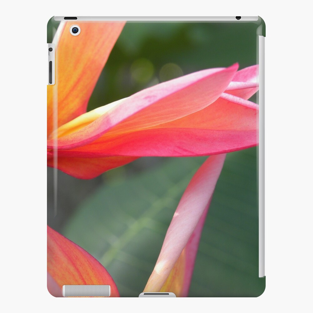 Orange Plumeria Big Island Hawaii Ipad Case Skin By Jdyphoto