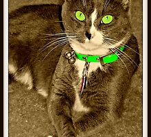 Miss Sassy Thank You Very Much by Vince Scaglione