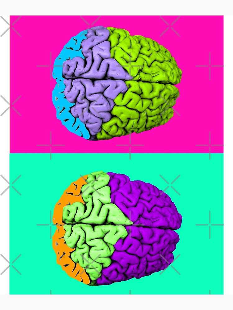 Póster Cerebro humano Pop Art en colores vivos de uberanatomy Redbubble