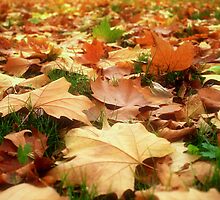 Even autumn ends sometimes... by ChocChipCookie